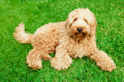 Labradoodle in grass