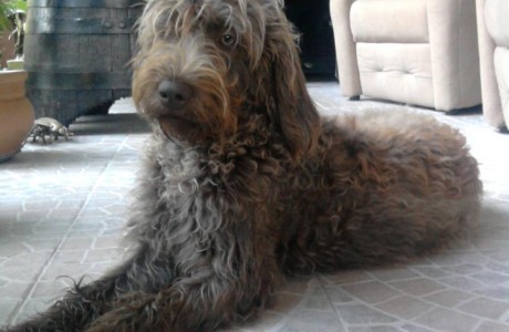 labradoodle-010