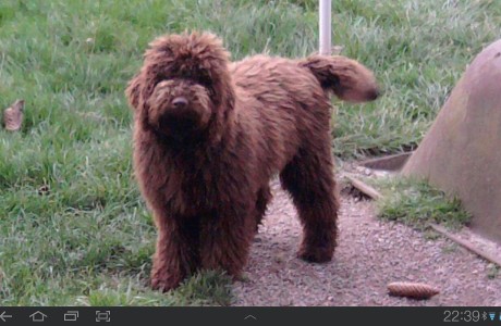 labradoodle-013