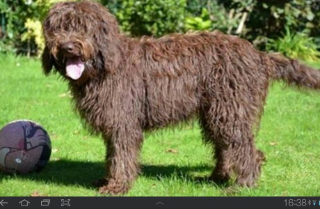 labradoodle-014