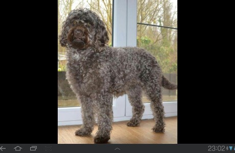 labradoodle-015