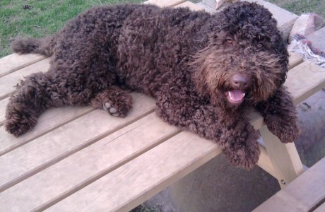 labradoodle-016