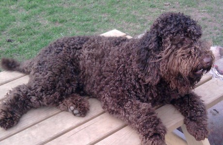 labradoodle-018