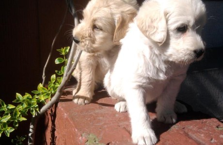 labradoodle-pups-001