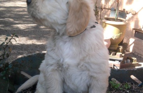 labradoodle-pups-002