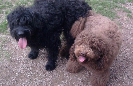 labradoodle-pups-003