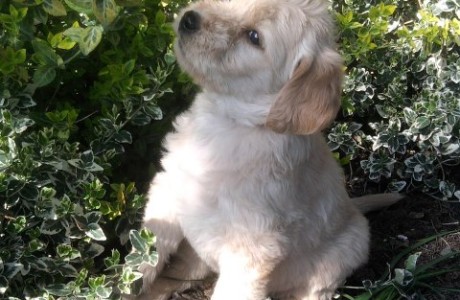 labradoodle-pups-004